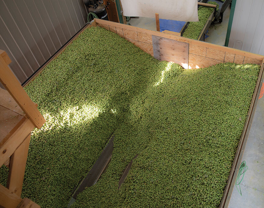 PHOTOS: A look at operations at Mungo's hop farm